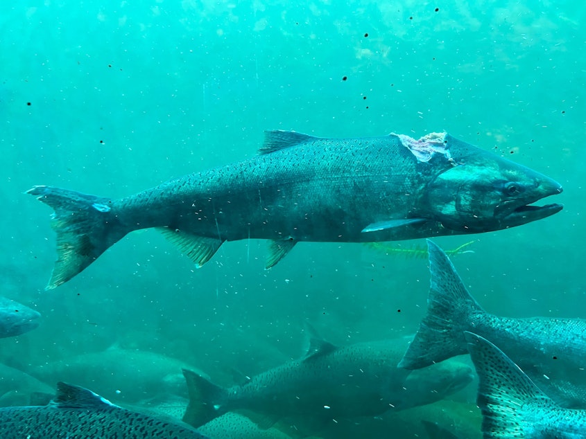 caption: Salmon spotted at Ballard Locks with a large seal bite on its back.