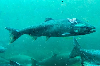 caption: Salmon spotted at Ballard Locks with a large seal bite on its back.