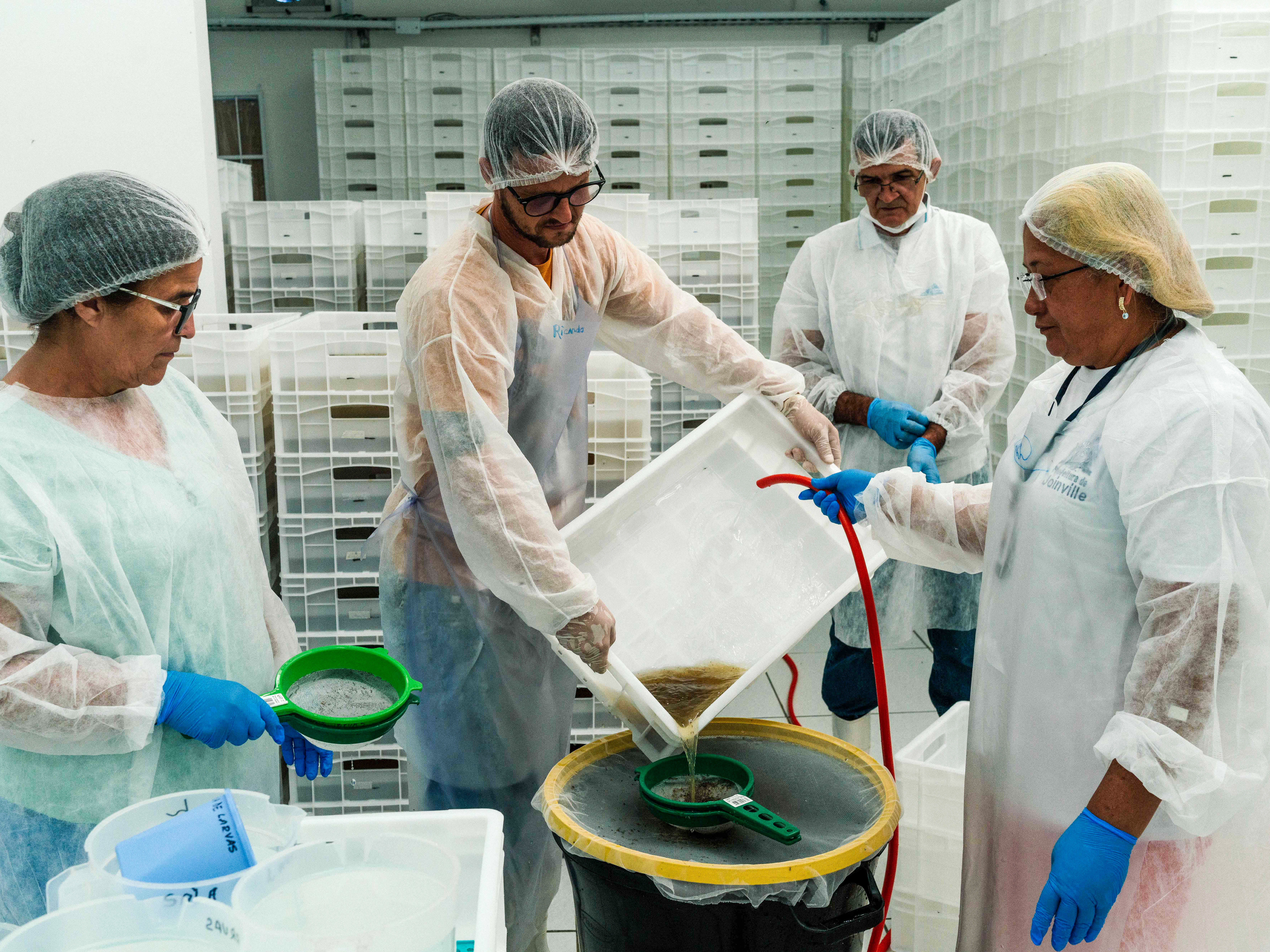 caption: Inside a bug-making factory in Rio de Janeiro, a team of workers transfer loads of mosquito larvae to cleaner water. These mosquitoes are special — they've been engineered to shut down the transmission of the very diseases they usually spread.