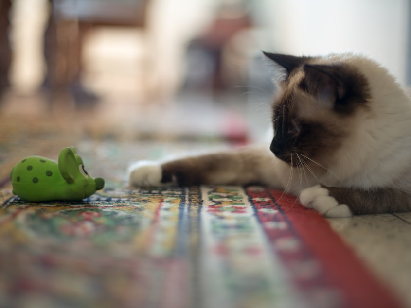 caption: Birman kitten playing with mouse