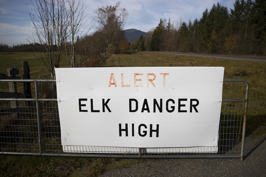 caption: A sign outside the home of Randy and Aileen Good is shown on Friday, November 8, 2019, along State Route 20 in Sedro-Woolley. On the other side, the sign reads 'Elk damages $1.4 Mil to Farms, Millions to Homes and Vehicles.' Aileen's family has lived on the property for 82 years. 