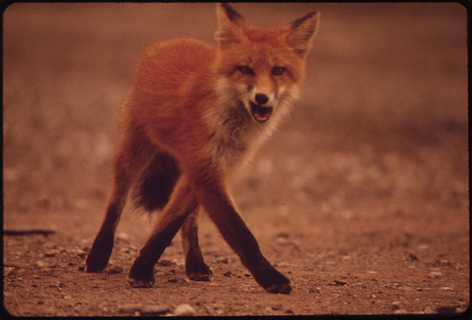 caption: What does the fox say?