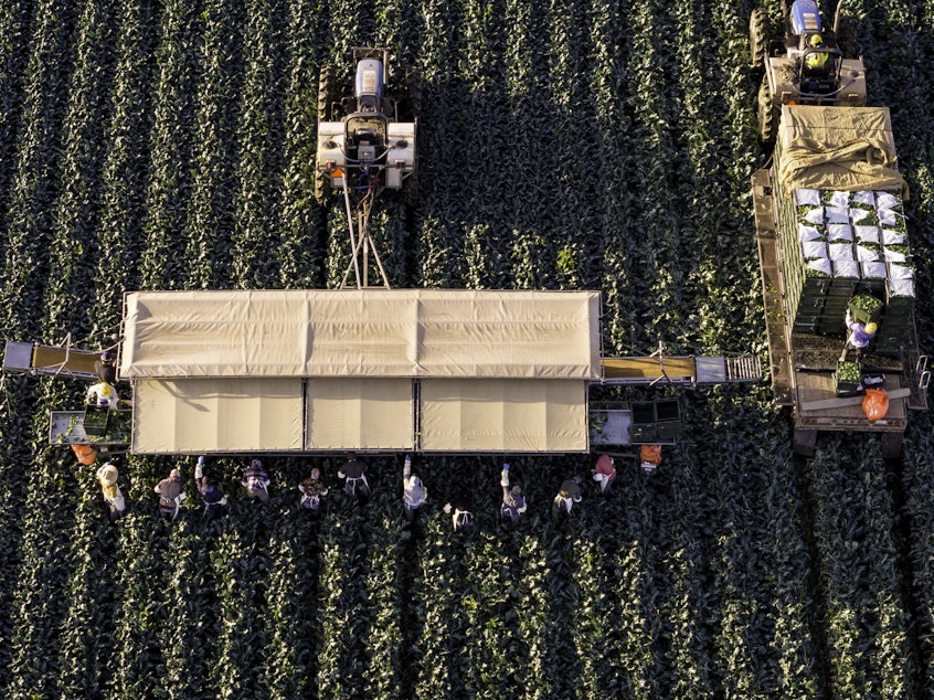 caption: In an aerial view, farmworkers harvest broccoli near the U.S.-Mexico border on March 9 in Yuma, Ariz.