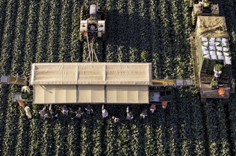 caption: In an aerial view, farmworkers harvest broccoli near the U.S.-Mexico border on March 9 in Yuma, Ariz.