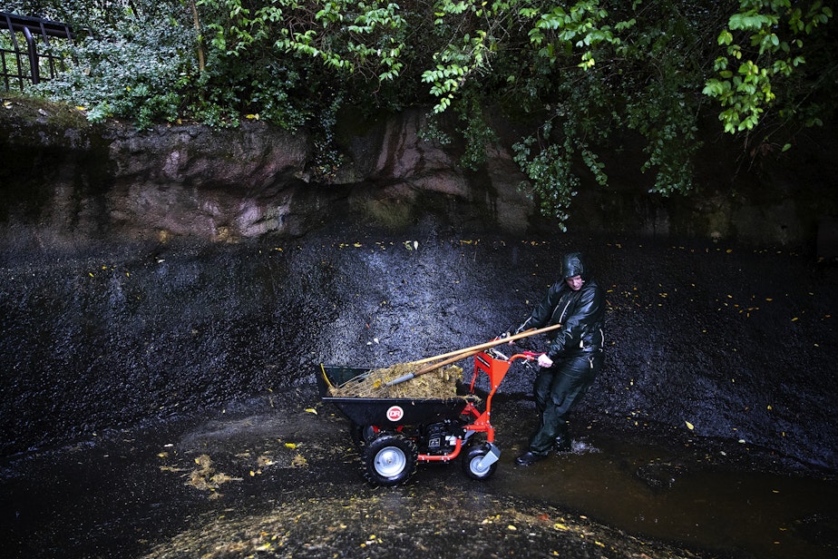 caption: Woodland Park Zoo zookeeper Maddy Rosborough collects hippopotamus waste before its taken to the ‘doo yard’ to be composted on Wednesday, September 27, 2023, at the Woodland Park Zoo in Seattle. 