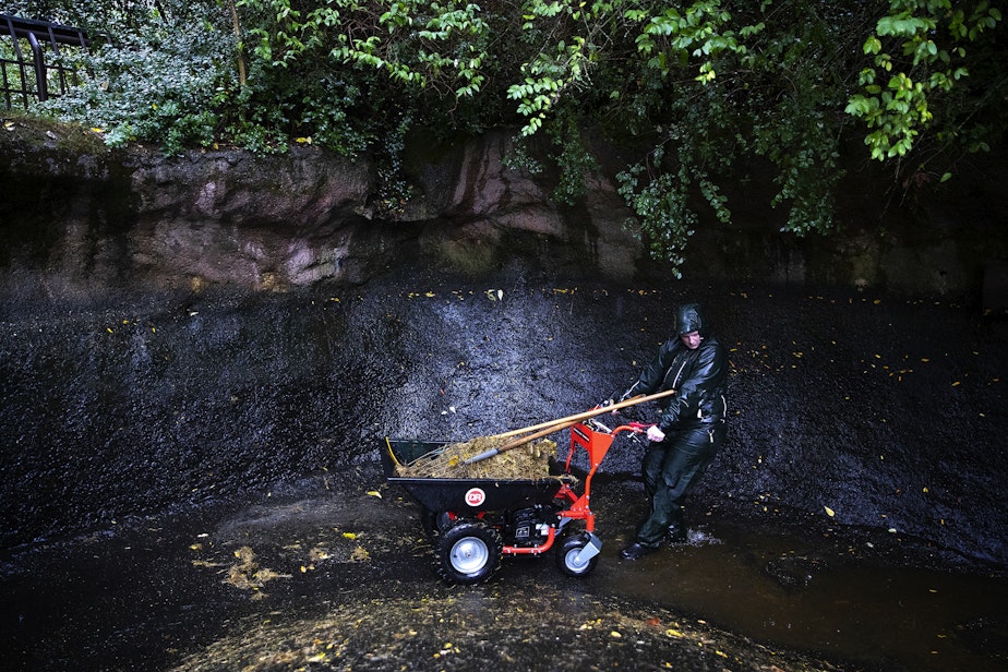 caption: Woodland Park Zoo zookeeper Maddy Rosborough collects hippopotamus waste before its taken to the ‘doo yard’ to be composted on Wednesday, September 27, 2023, at the Woodland Park Zoo in Seattle.