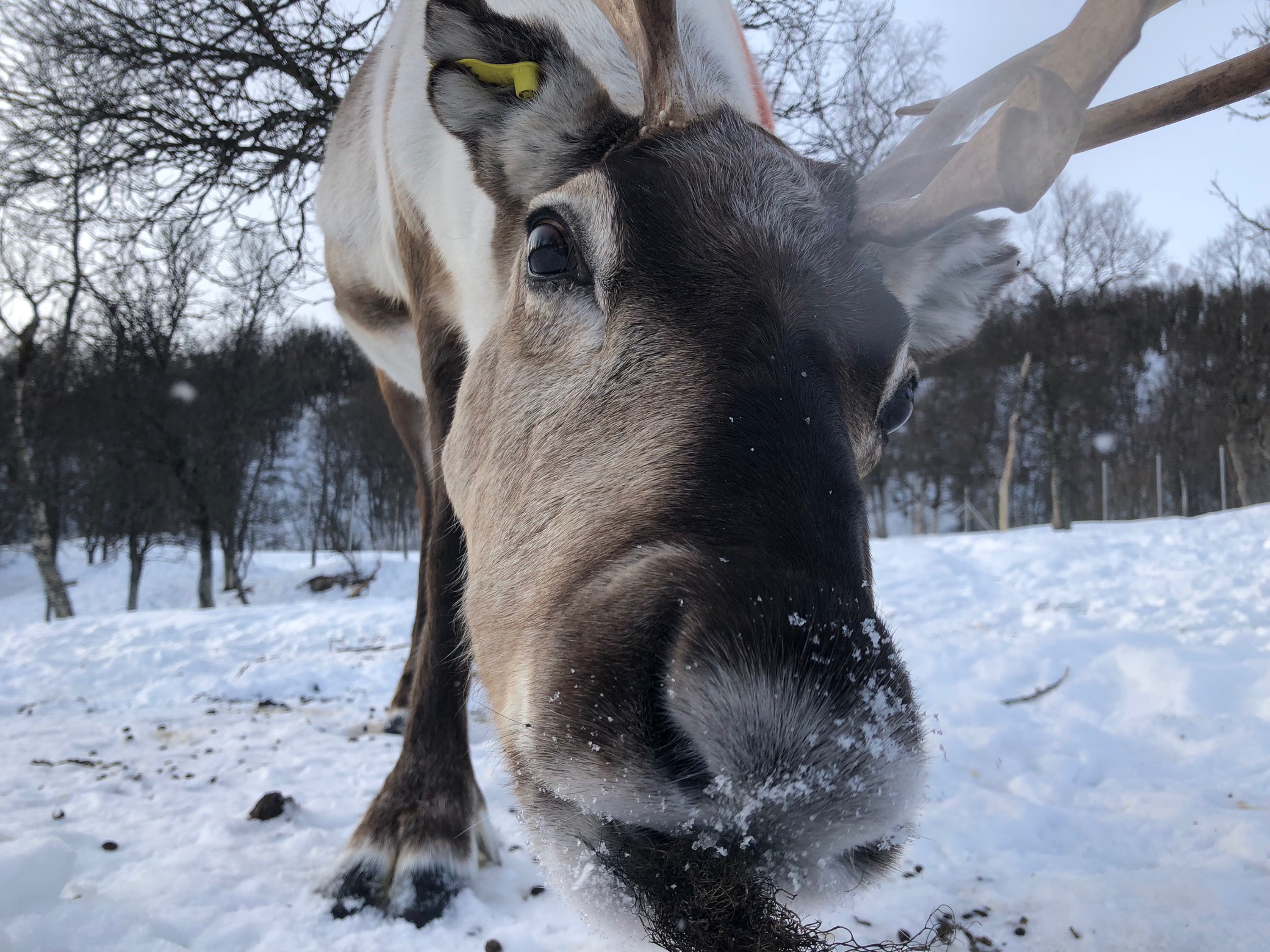 caption: Scientist measured the brainwaves of cud-chewing reindeer, and found that they are similar to those of deep sleep.