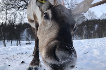 caption: Scientist measured the brainwaves of cud-chewing reindeer, and found that they are similar to those of deep sleep.