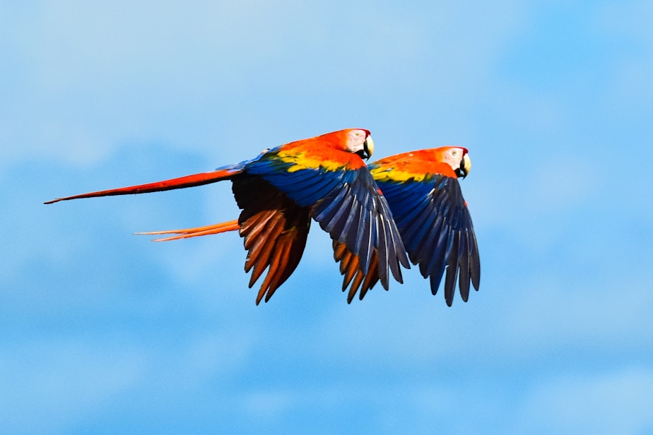 caption: Two Scarlet Macaws fly together.