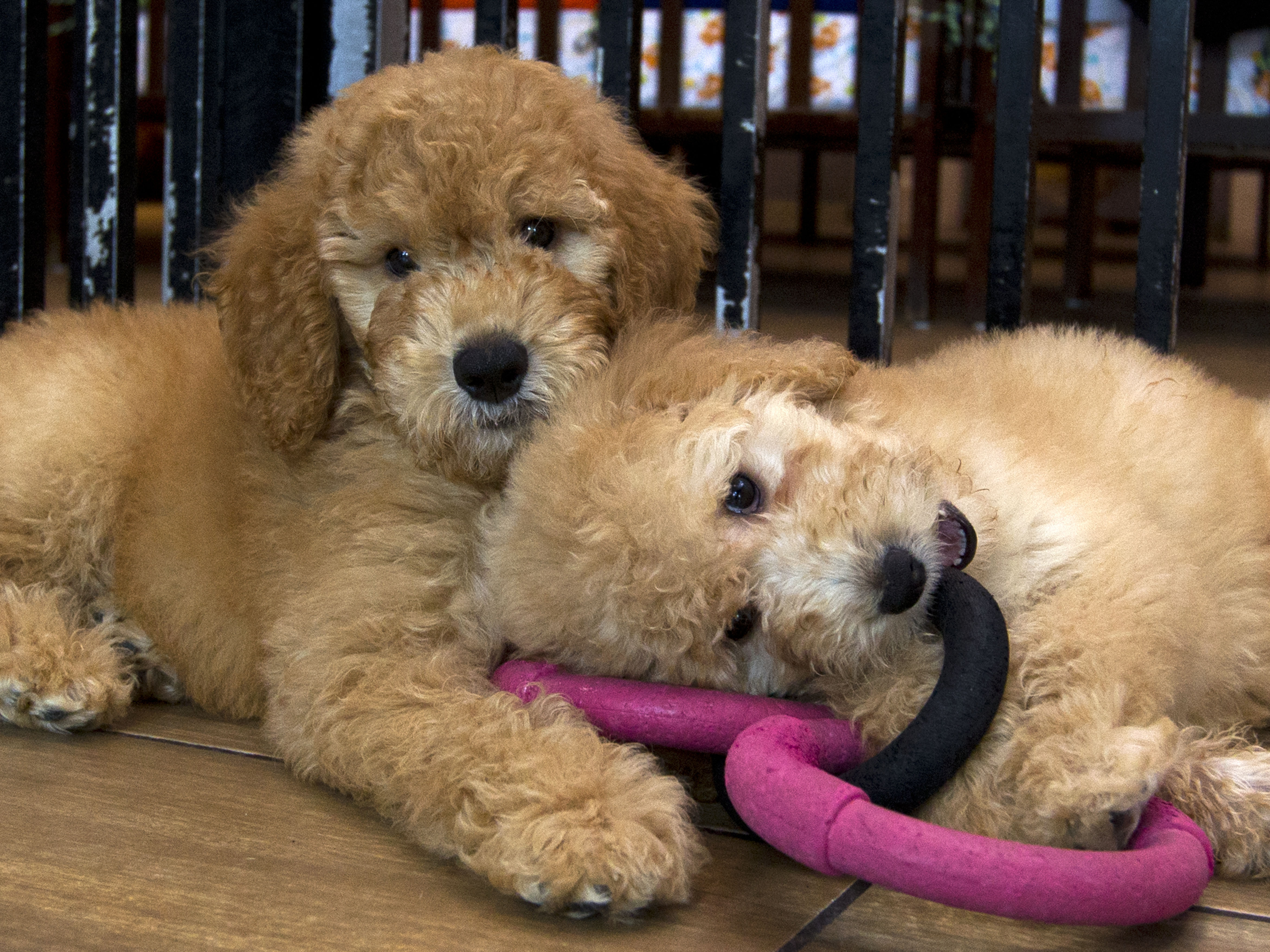 caption: Puppies play in a cage at a pet store in Columbia, Md., in 2019. New York has become the latest state to ban the sale of cats, dogs, and rabbits in pet stores in an attempt to target commercial breeding operations. Maryland banned such sales in 2020.