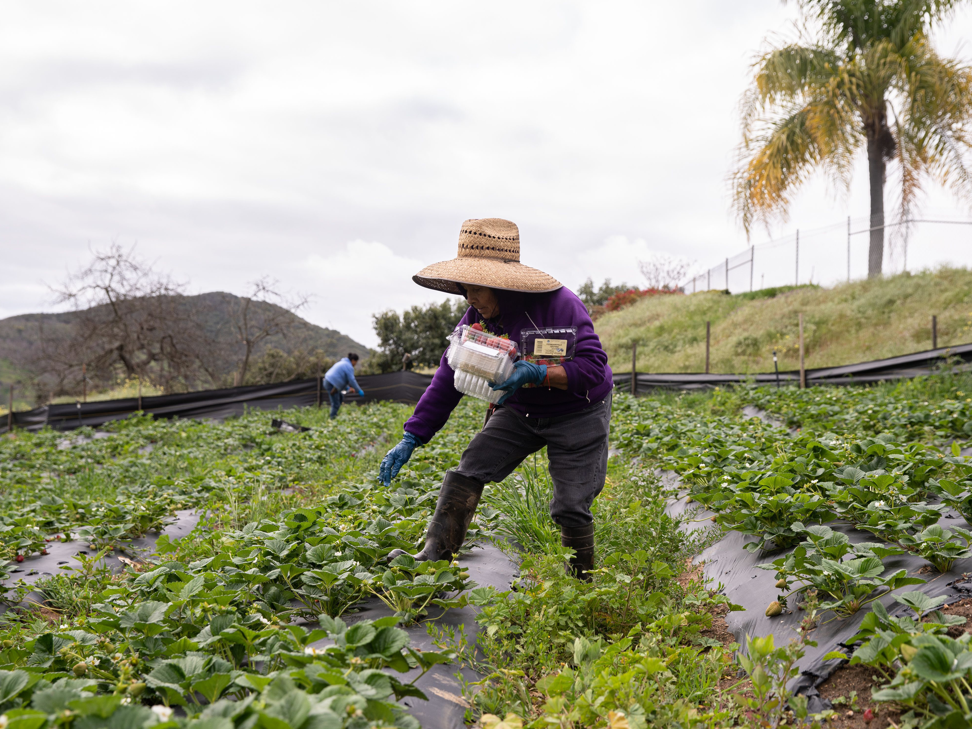caption: Farmworkers pick organic strawberries at Stehly Farms Organics in Valley Center, Calif., on March 25.