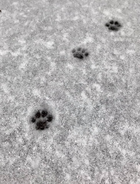 caption: Paw prints in the snow. Karen Schraven sent us this sweet photo.