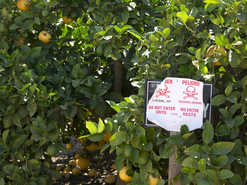 caption: Pesticide warning sign in an orange grove. This sign, bilingual in English and Spanish, warns that the poisonous pesticide Lorsban has been applied to these orange trees. Photographed in Woodlake, in the San Joaquin Valley, California, USA.