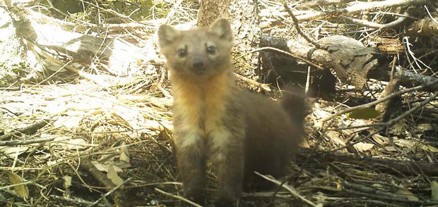 caption: <p>Humboldt martens are relatives of minks and otters that live in old-growth forests along the coast of Southern Oregon and Northern California.</p>