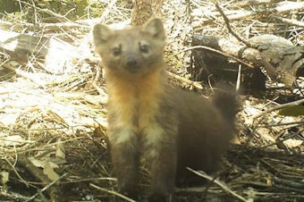 caption: <p>Humboldt martens are relatives of minks and otters that live in old-growth forests along the coast of Southern Oregon and Northern California.</p>