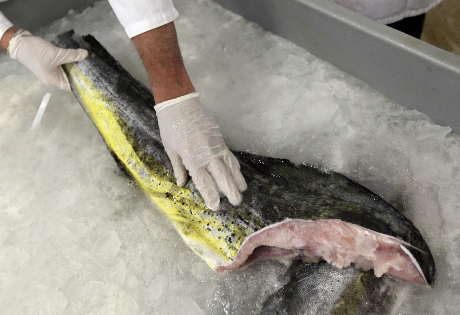 caption: Above, fresh mahi mahi harvested from the sea. A handful of cell-based seafood companies are attempting to create fresh fish species, including mahi mahi, in a lab — where they will be grown without a head, tail, skin or bones.