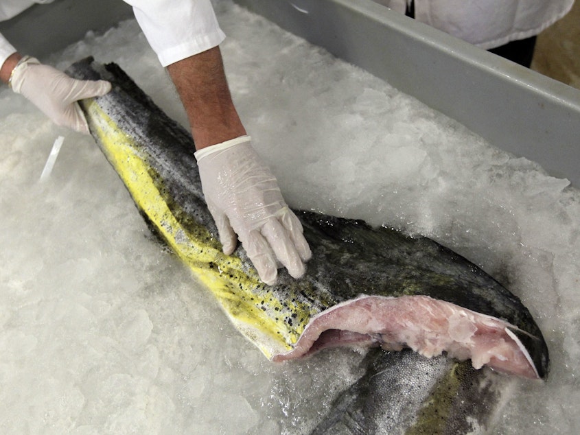 caption: Above, fresh mahi mahi harvested from the sea. A handful of cell-based seafood companies are attempting to create fresh fish species, including mahi mahi, in a lab — where they will be grown without a head, tail, skin or bones.