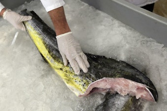 caption: Above, fresh mahi mahi harvested from the sea. A handful of cell-based seafood companies are attempting to create fresh fish species, including mahi mahi, in a lab — where they will be grown without a head, tail, skin or bones.