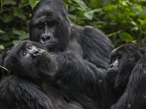 caption: Gorillas are seen here at Virunga National Park in the Democratic Republic of Congo in 2013.