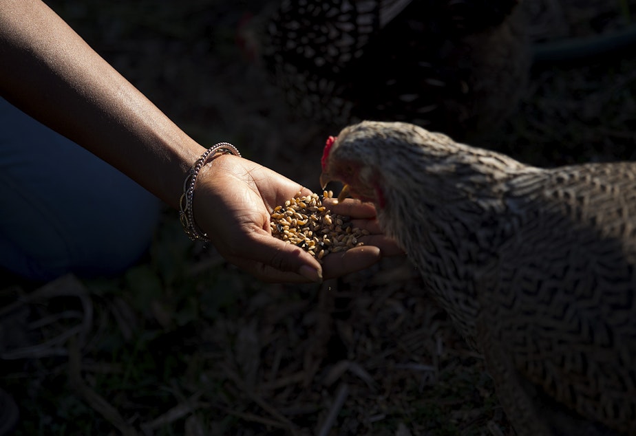 caption: Nyema Clark, urban farmer and founder of Nurturing Roots, feeds chickens on Sunday, September 27, 2020, at Nurturing Roots in the Beacon Hill neighborhood of Seattle. 