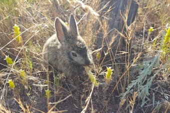 caption: A pygmy rabbit, one of Washington state's federally endangered animals.