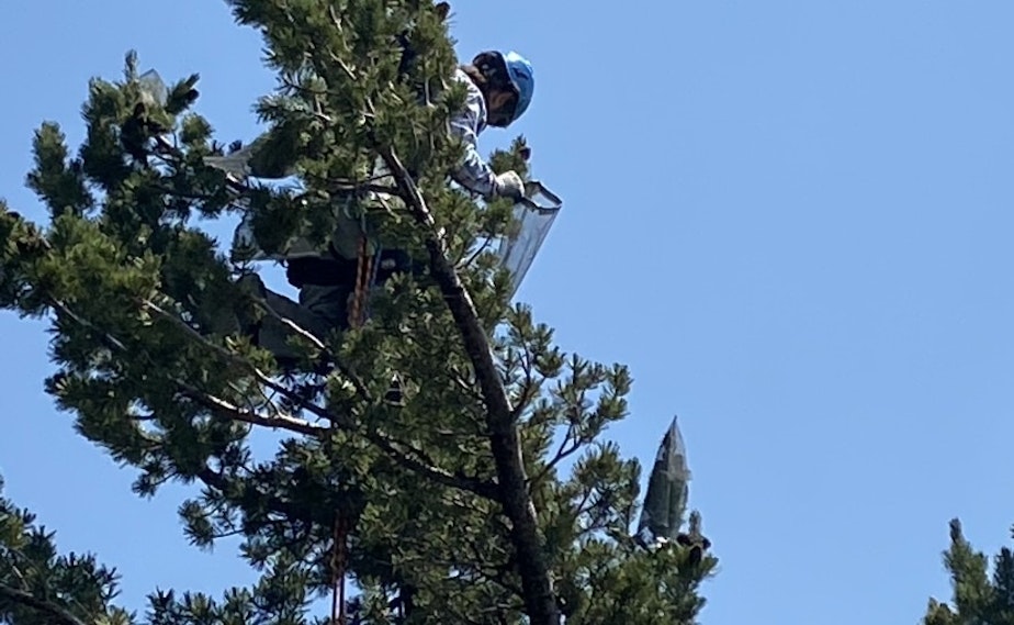 caption: Tree climber Matt Zhun reaches through the branches of a whitebark pine to find cones. The climbers are protecting the cones from birds and mammals that like to eat the seeds.