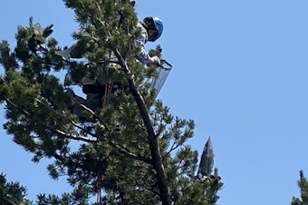 caption: Tree climber Matt Zhun reaches through the branches of a whitebark pine to find cones. The climbers are protecting the cones from birds and mammals that like to eat the seeds.