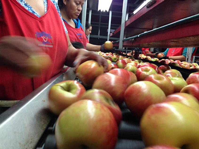 caption: The apple packing line at Broetje Orchards in Prescott, Washington.