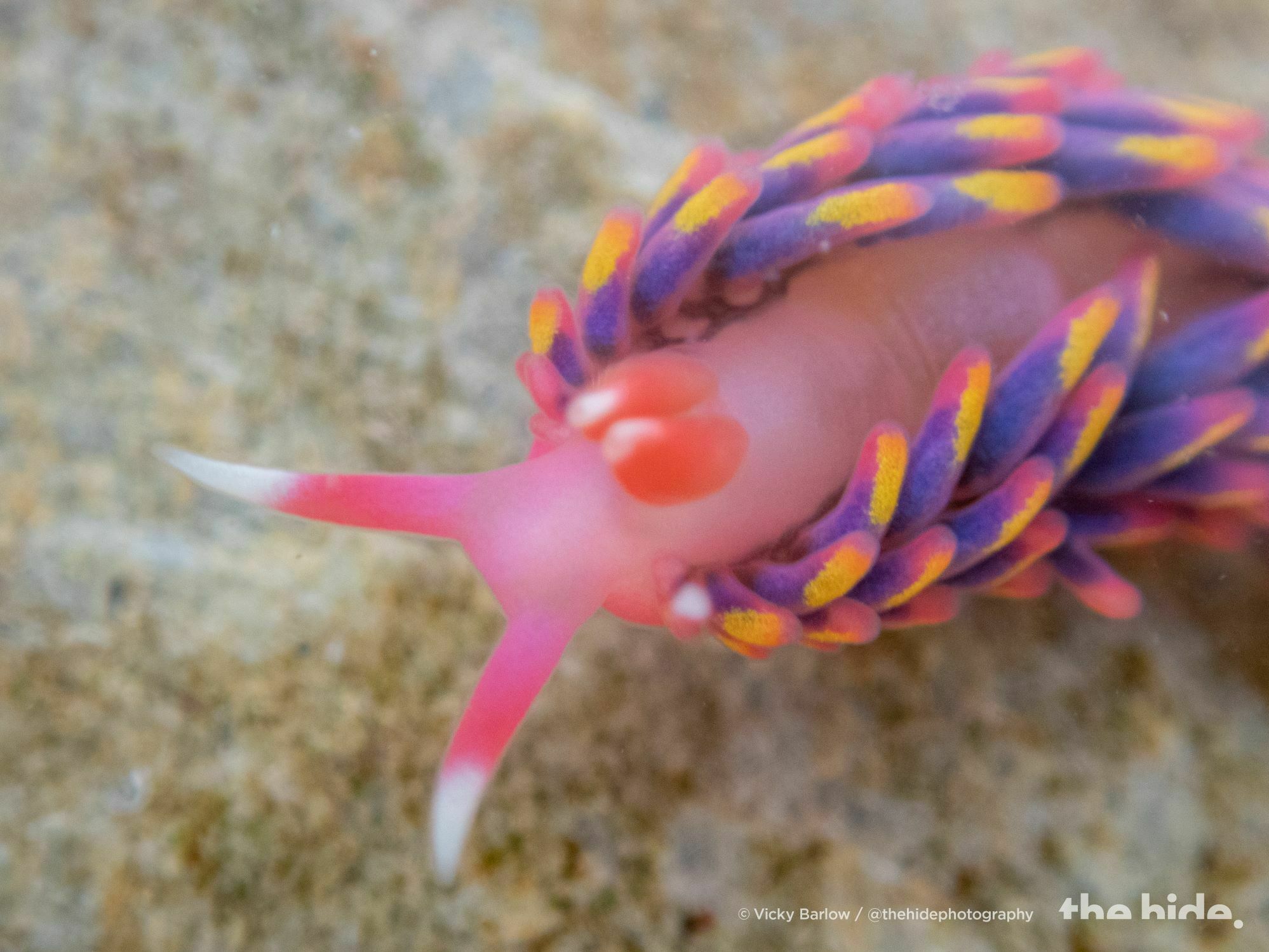 caption: A close-up of the rainbow sea slug found in a rock pool in Cornwall.