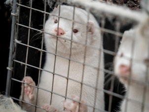 caption: A mink look out from their cage at the farm of Henrik Nordgaard Hansen and Ann-Mona Kulsoe Larsen as they have to kill off their herd, which consists of 3000 mother mink and their cubs on their farm near Naestved, Denmark, on Friday.