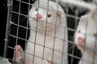 caption: A mink look out from their cage at the farm of Henrik Nordgaard Hansen and Ann-Mona Kulsoe Larsen as they have to kill off their herd, which consists of 3000 mother mink and their cubs on their farm near Naestved, Denmark, on Friday.
