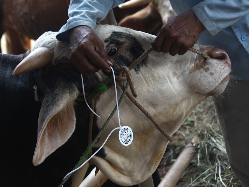 caption: Livestock is inspected for anthrax at a market in Indonesia.