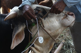 caption: Livestock is inspected for anthrax at a market in Indonesia.
