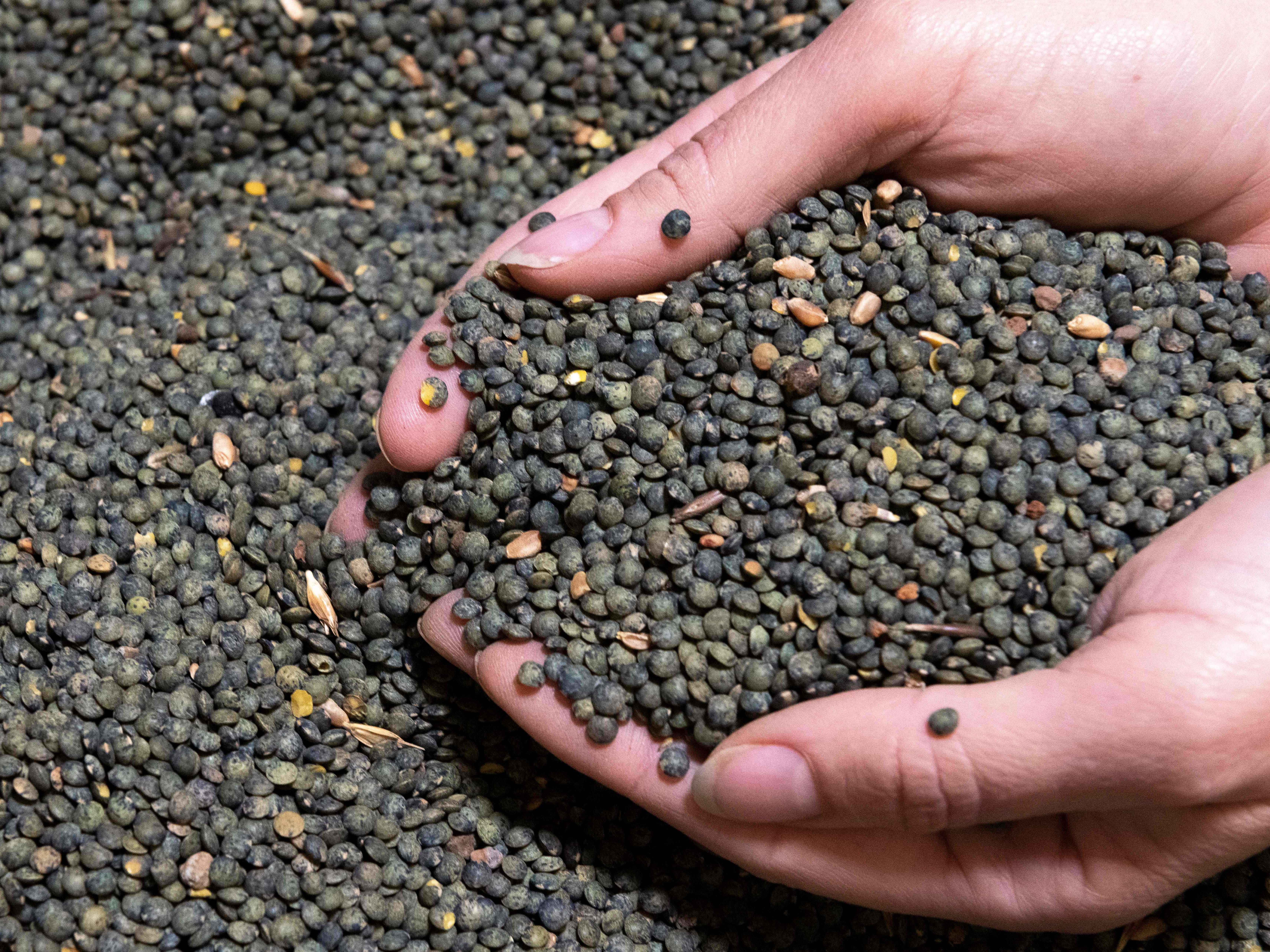 caption: An employee controls Le Puy green lentils at the Sabarot plant in Chaspuzac, near Le Puy-en-Velay, central France, on October 7, 2020.