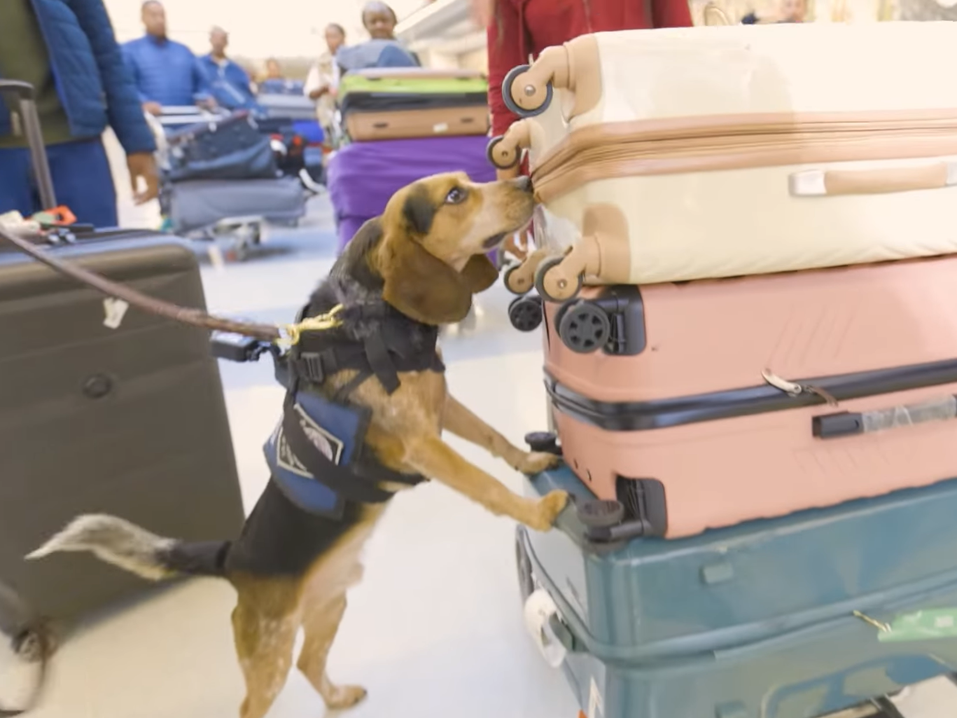 caption: A 5-year-old Customs and Border Protection beagle named Freddie, pictured in a CBP Facebook video in March, was kicked and injured by a traveler this week during a bag search at Washington Dulles International Airport.