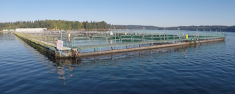 caption: Cooke Aquaculture's Atlantic salmon farm in Clam Bay, Rich Passage, between Bainbridge Island and the Kitsap Peninsula