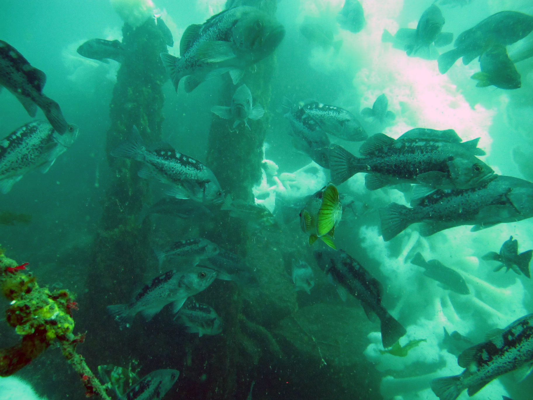 caption: The "rock pile" is a popular spot for recreational diving and fishing.