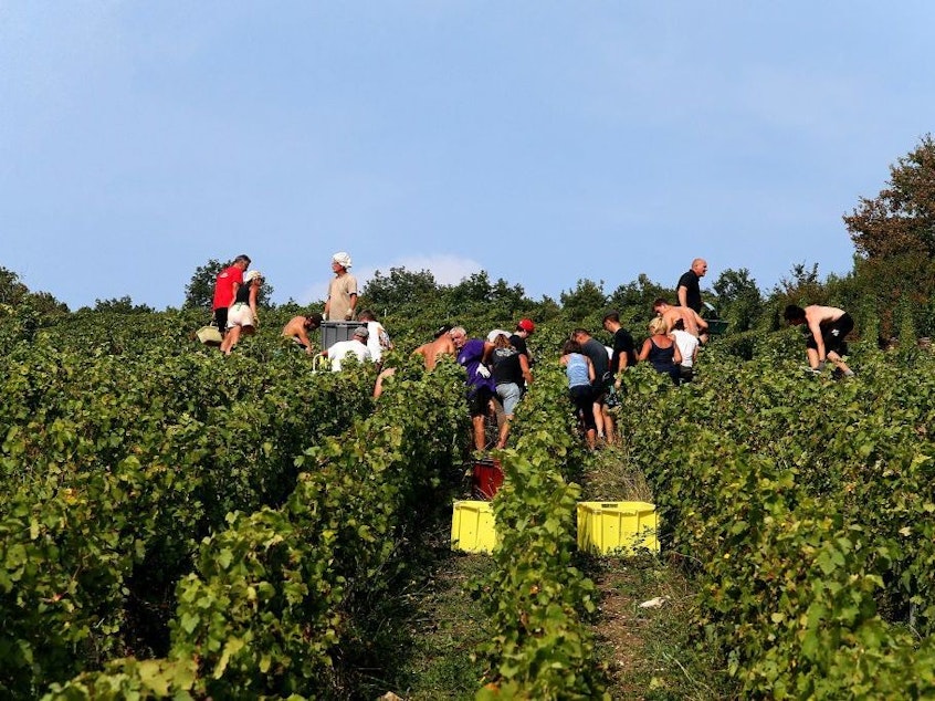 caption: The champagne grape harvest in northeastern France, like this one near Mailly-Champagne, started early this year due to lack of rain.