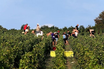 caption: The champagne grape harvest in northeastern France, like this one near Mailly-Champagne, started early this year due to lack of rain.