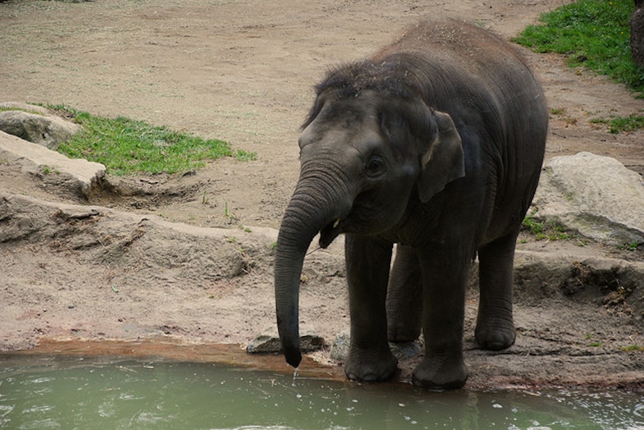caption: Baby Hansa, born at the Woodland Park Zoo, died of a form of elephant herpes at age six.