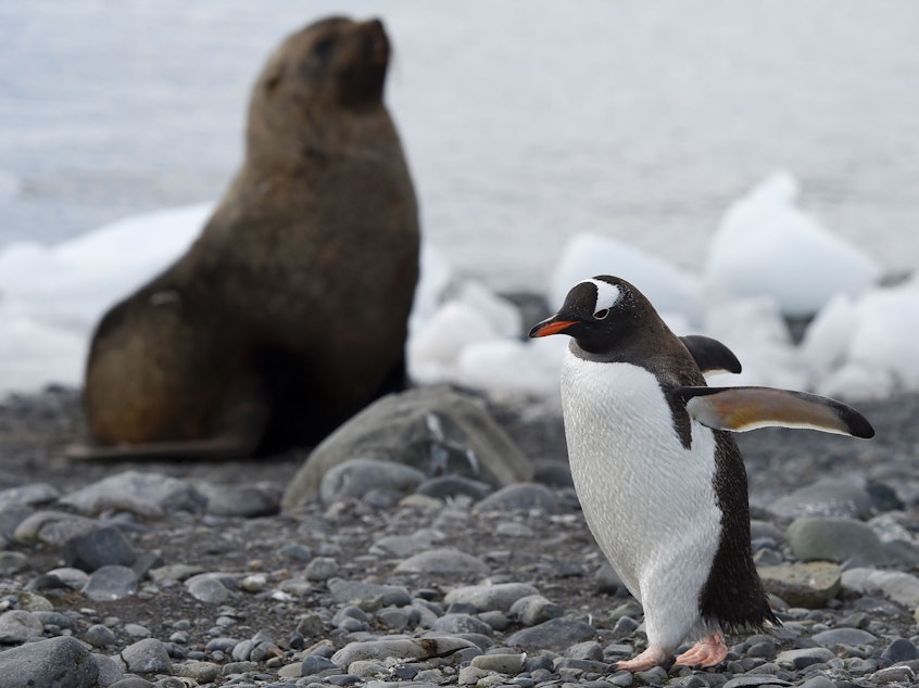 caption: A Gentoo penguin (Pygoscelis Papua) walks across the rocky beach at Yankee Harbour in the South Shetland Islands, Antarctica.