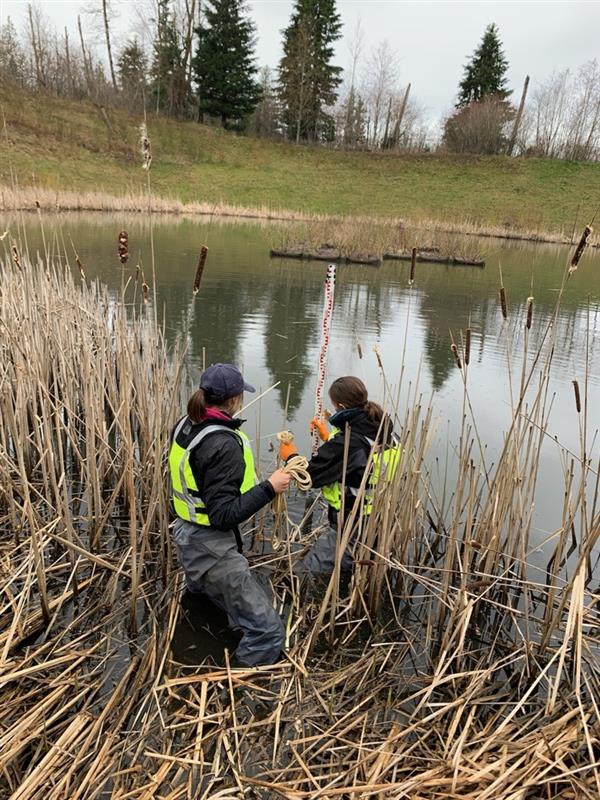 caption: Researchers with the Washington Department of Fish and Wildlife deploy a passive sampler in a pond in a stormwater pond in Snoqualmie near SE North Bend Way Road to check for the presence of 6PPD-Q, a chemical byproduct from tire rubber runoff that is lethal to certain fish.