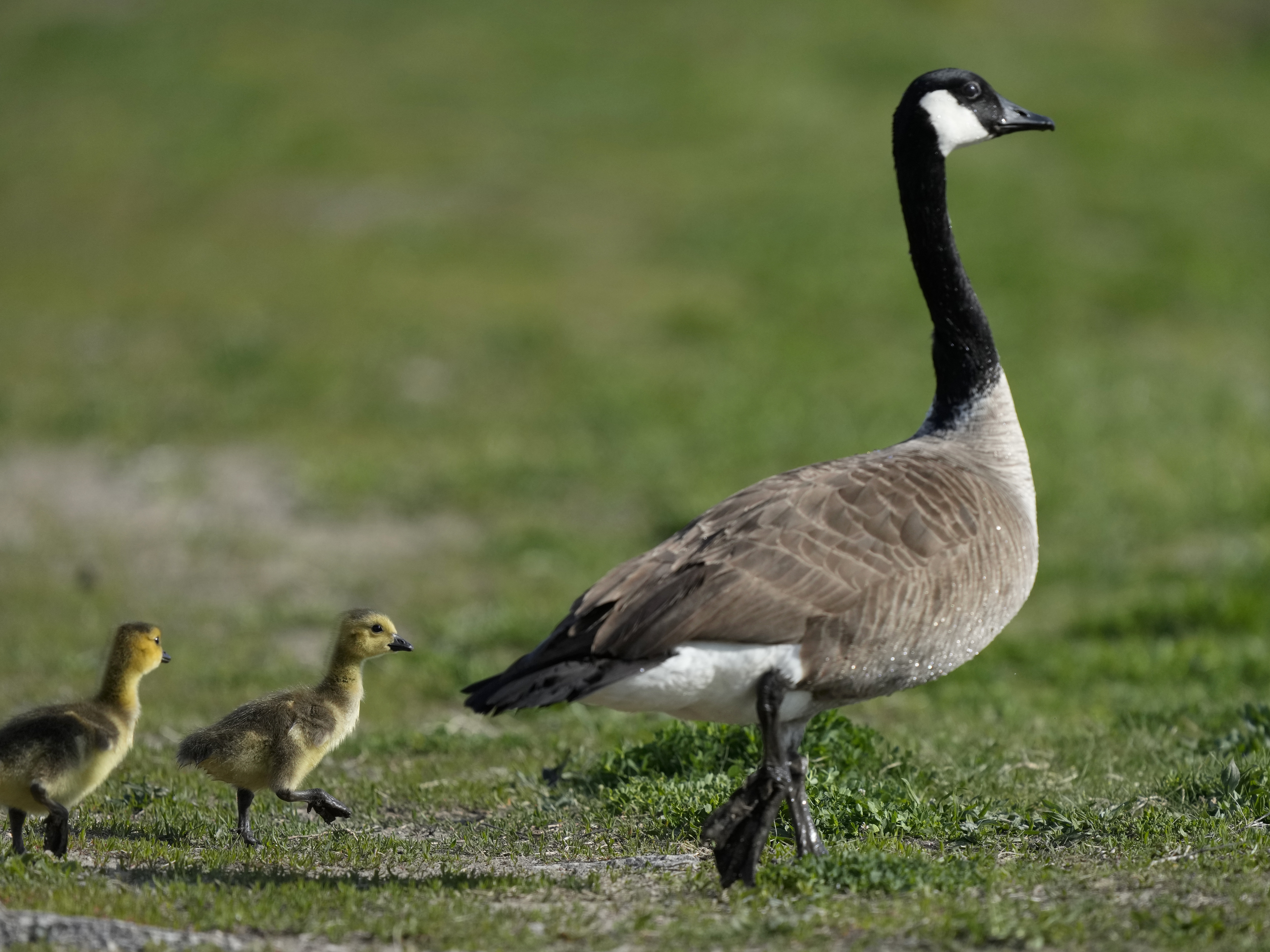 caption: A Canada goose escorts goslings as they walk to a pond at Water Works Park, Thursday, May 4, 2023, in Des Moines, Iowa.