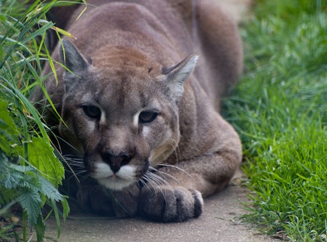 Kuow Long Odds Confront Those Hunting Cougar That Killed Oregon Hiker