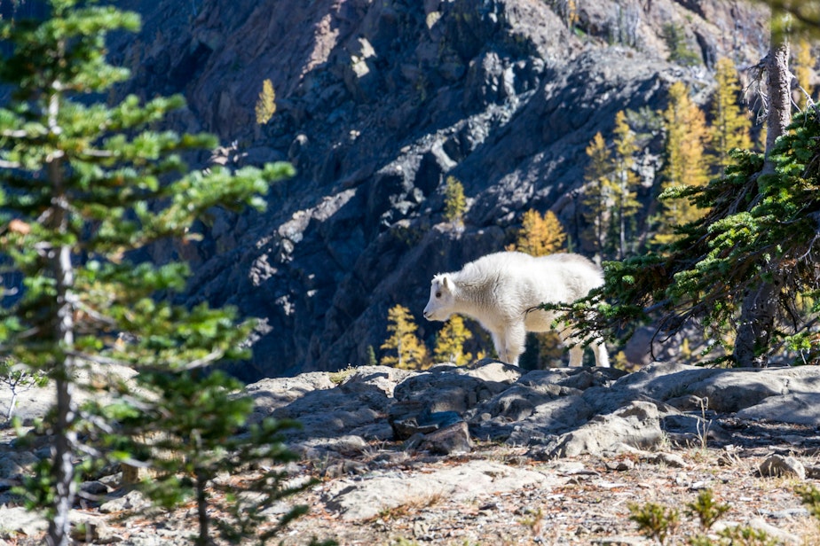 caption: A mountain goats stands on a cliff edge near Lake Ingalls, southwest of Leavenworth, Washington, in the North Cascades.