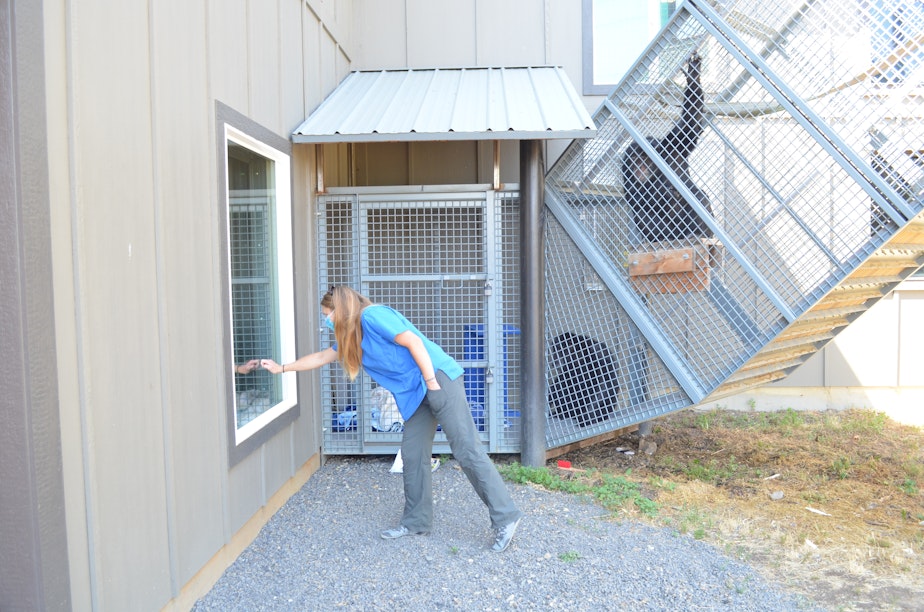 caption: Chimp Sanctuary Northwest co-director Diana Goodrich greets one of the three chimps that arrived in 2019, while the other two look on.