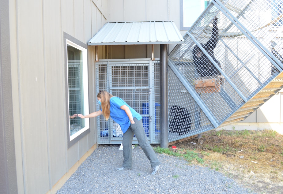 caption: Chimp Sanctuary Northwest co-director Diana Goodrich greets one of the three chimps that arrived in 2019, while the other two look on.