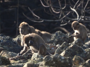 caption: Macaques use stones as hammers to smash open food items like shellfish and nuts.