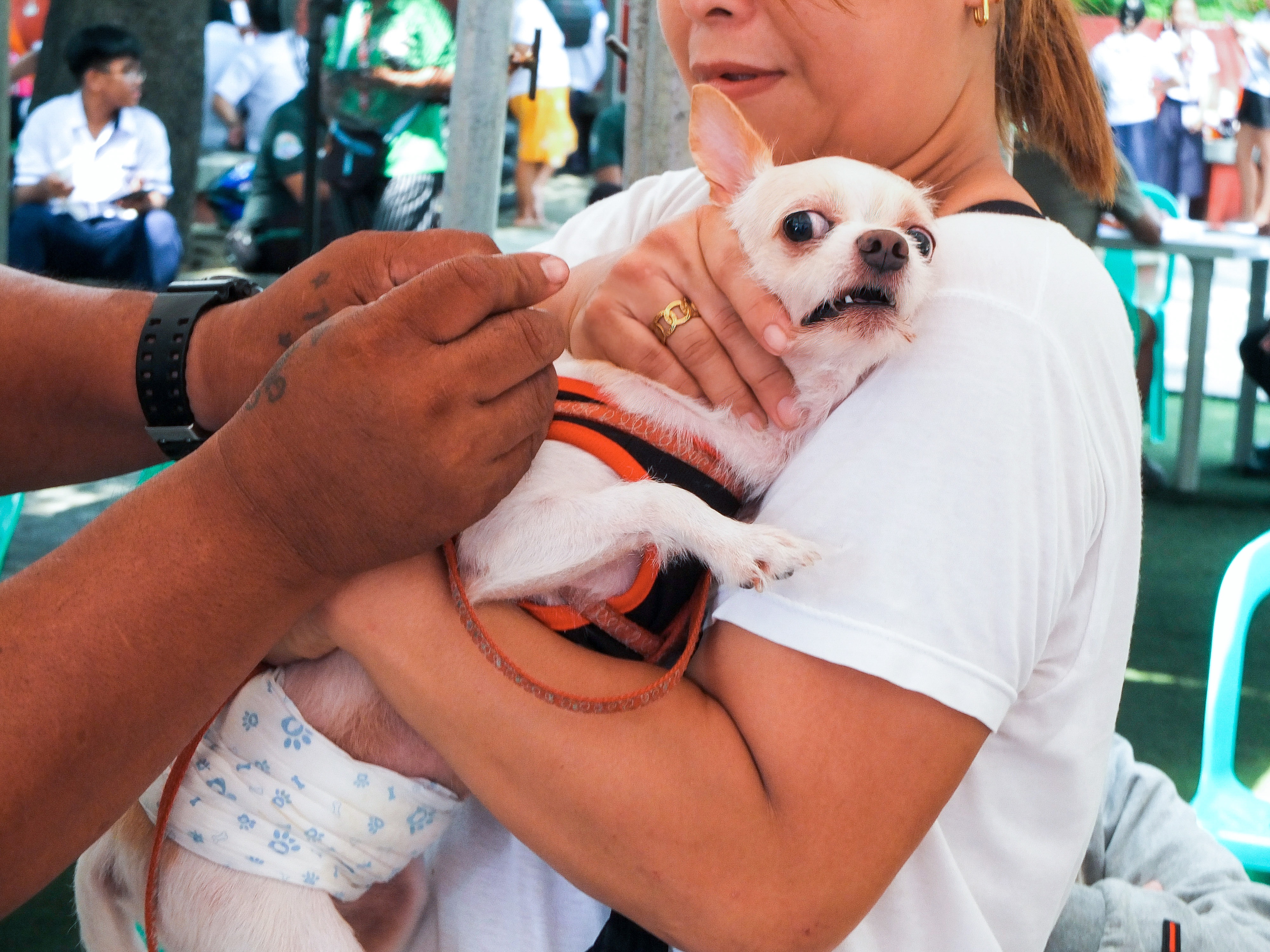 caption: A dog in the Philippines is vaccinated against rabies. Owners who brought their pets in for the shot were given free pet food.
