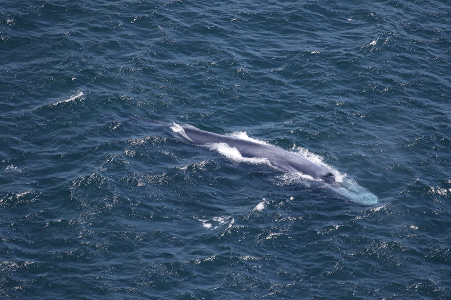 caption: Leigh Torres, a marine mammal researcher at Oregon State University, flagged the presence of blue whales in Oregon. Photo taken under NOAA/NMFS permit #21678